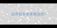 拉布拉多串串狗幼犬