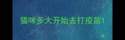 猫咪多大开始去打疫苗
