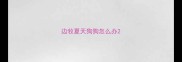 边牧夏天狗狗怎么办