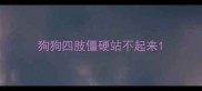 狗狗四肢僵硬站不起来