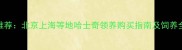 最新推荐北京上海等地哈士奇领养购买指南及饲养全攻略