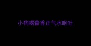 小狗喝藿香正气水呕吐