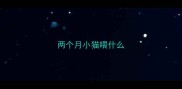 两个月小猫喂什么