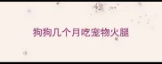 狗狗几个月吃宠物火腿