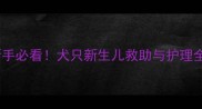 刚出生小狗被摔了新手必看犬只新生儿救助与护理全攻略附真实案例
