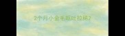 2个月小金毛呕吐拉稀