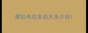 黑拉布拉多幼犬多少钱