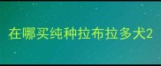 在哪买纯种拉布拉多犬