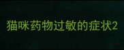 猫咪药物过敏的症状