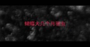 蝴蝶犬几个月驱虫