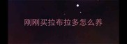 刚刚买拉布拉多怎么养