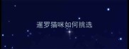 暹罗猫咪如何挑选