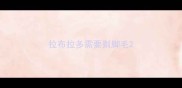 拉布拉多需要剃脚毛