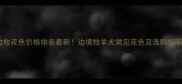 边牧花色价格排名最新边境牧羊犬常见花色及选购指南