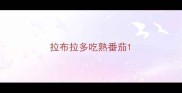 拉布拉多吃熟番茄