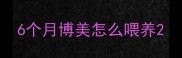 6个月博美怎么喂养
