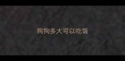 狗狗多大可以吃饭