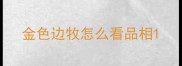 金色边牧怎么看品相