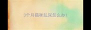 3个月猫咪乱尿怎么办