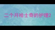 二个月哈士奇的护理