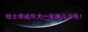 哈士奇成年犬一年换几次毛