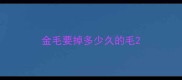 金毛要掉多少久的毛