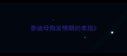 泰迪母狗发情期的表现