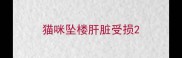 猫咪坠楼肝脏受损