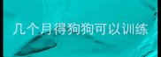 几个月得狗狗可以训练