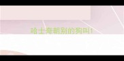 哈士奇朝别的狗叫