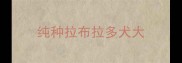 纯种拉布拉多犬大