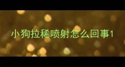 小狗拉稀喷射怎么回事