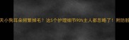 夏天小狗耳朵频繁掉毛这5个护理细节90主人都忽略了附防脱指南