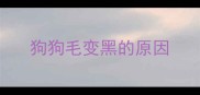 狗狗毛变黑的原因