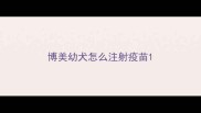 博美幼犬怎么注射疫苗