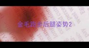 金毛跑步后腿姿势