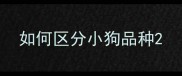 如何区分小狗品种
