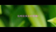 拉布拉多总打喷嚏