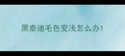 黑泰迪毛色变浅怎么办