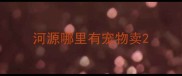 河源哪里有宠物卖