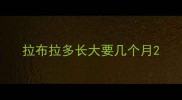 拉布拉多长大要几个月