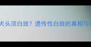 边境牧羊犬头顶白斑遗传性白斑的真相与养护指南