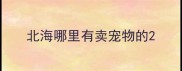 北海哪里有卖宠物的