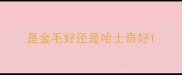 是金毛好还是哈士奇好