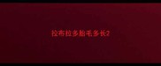 拉布拉多胎毛多长