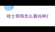 哈士奇狗怎么看纯种
