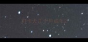 可卡犬几个月成年