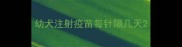 幼犬注射疫苗每针隔几天
