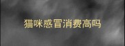 猫咪感冒消费高吗