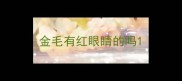 金毛有红眼睛的吗